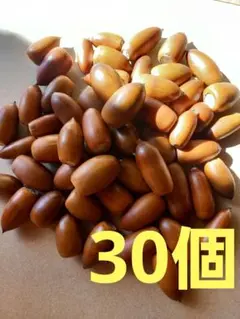 どんぐり マテバシイ 30個