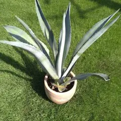 uttu様 リクエスト 2点 まとめ商品