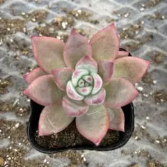 34.【札付き】コロラータ 実生 錦玉園 多肉植物 エケベリア 2025年最新】錦玉園 コロラータの人気アイテム - メルカリ