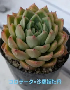ゴールドダスト錦 センペルビウム 多肉植物 抜き苗 - メルカリ
