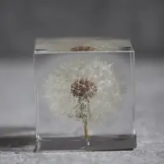 たんぽぽの植物標本(5cm角)