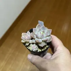 プロボニ　多肉植物