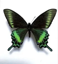 2026年最新】カラスアゲハ 標本の人気アイテム - メルカリ