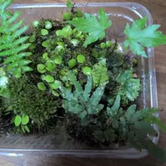 苔テラリウム用 苔・光るシダ（（セラギネラ））シダ植物他詰め合わせのサムネイル
