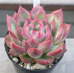 あき☺️様 リクエスト 3点 まとめ商品