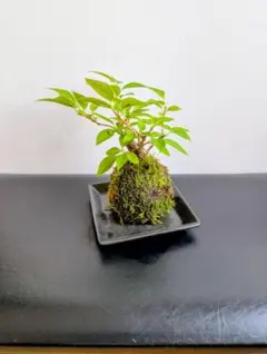 斑入り風知草根洗盆栽 風知草 山野草盆栽 - メルカリ