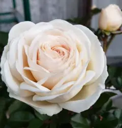 mayu03様 リクエスト 2点 まとめ商品