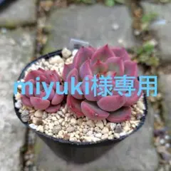 miyuki様 専用