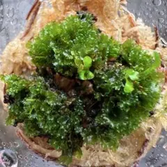 ぱっぱつ様専用 ※他の方は購入しないで下さい。