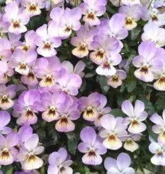 ꕤモモん୨୧ *。ꕤ様 リクエスト 2点 おまとめ商品