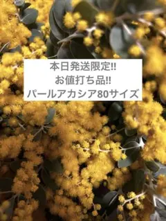 本日発送限定‼︎お値打ち品です！ パールアカシア ミモザ フレッシュ 80サイズ