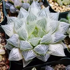 ハオルチア 白蛇伝のサムネイル