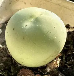 新入荷　カルキュルス　コノフィツム　多肉植物　I株　根付き　撮影9月24