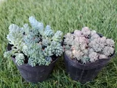 【多肉植物】セダム 抜き苗セット