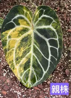 Anthurium monroe✖️papi（variegated）斑入りのサムネイル