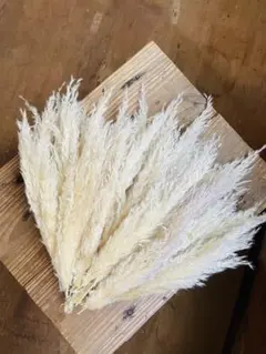 パンパスグラス　大量270本 2本セット】最安値 特大 XLサイズ パンパスグラス パンパス ドライ