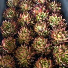 Top【選抜株】多肉植物 361904エスター 35個 鉢無し/脱土 - メルカリ