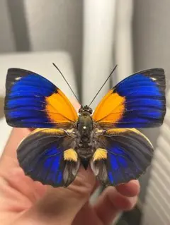 2026年最新】アグリアス 蝶 の人気アイテム - メルカリ