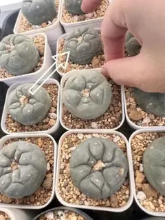 2025年最新】銀冠玉の人気アイテム - メルカリ