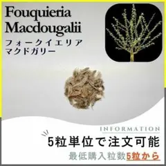 【種子】フォークイエリア マクドガリー / セット割あり数量5粒からOKのサムネイル