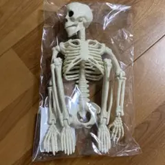 カクカク　ガイコツ　フィギュア