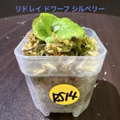 RS14 ridleyi dwarf silveryのサムネイル