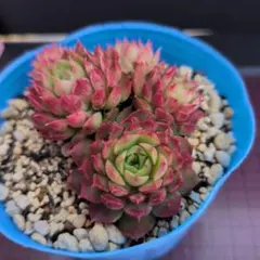 セドバン様 リクエスト 4点 まとめ商品