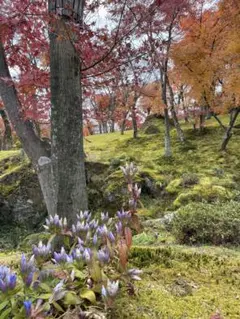 Item thumbnail for item 62dd0594-5cab-42bc-8442-3e4d5c47022c