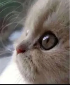 チューリップ様専用❣️【新品未使用品】美肌ヴェールベージュオークル20