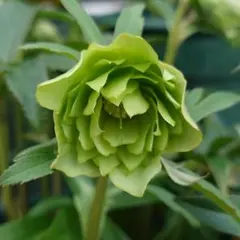 2025年最新】広瀬園芸 クリスマスローズの人気アイテム - メルカリ