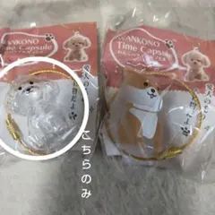 m様用⭐️わんこのタイムカプセル むぎのみ