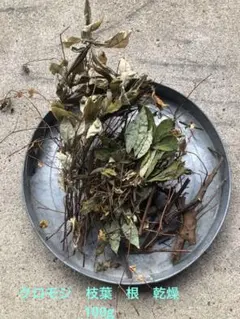 クロモジ　枝葉　 2株分　100g 乾燥　ハーブ　黒文字のサムネイル
