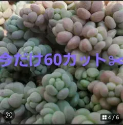 natural様 リクエスト 2点 まとめ商品