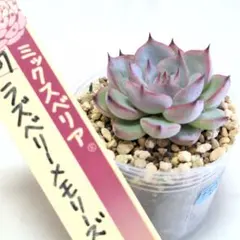 2026年最新】ミックスベリアの人気アイテム - メルカリ