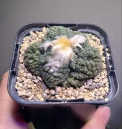 2025年最新】亀甲牡丹ゴジラの人気アイテム - メルカリ