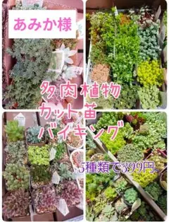 あみか様ご専用ページ❣️多肉植物 カット苗 セダムバイキング❣️