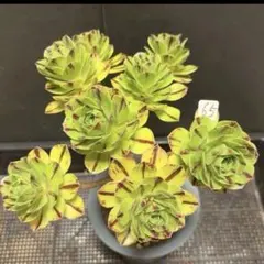 92#観葉植物アエオニウム錦❤️グリーンメデューサセッカ❤️12頭20cm