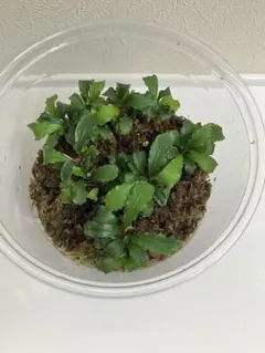 陰性水草の王様的存在【ブセファランドラ】AZ便 AW No.1 ケース内株
