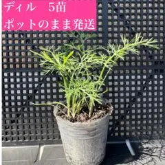 根を傷めないポット発送★ディル苗5本セット・すぐ育つハーブのサムネイル
