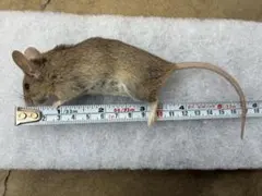 自家繁殖　ヤワゲネズミ（ML） 10匹セット③のサムネイル