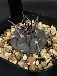 魔天竜 大株 実生 鉢植えメルカリ便送料込み 魔天竜 大株 実生 鉢植えメルカリ便送料込み - メルカリ