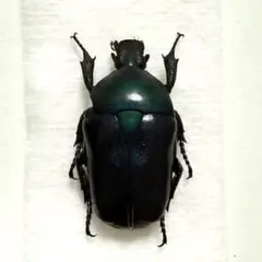 2026年最新】カナブン標本の人気アイテム - メルカリ