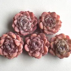 NEW‼️206 アイスアイス5株セット　多肉植物　エケベリア　寄せ植えにも❣️