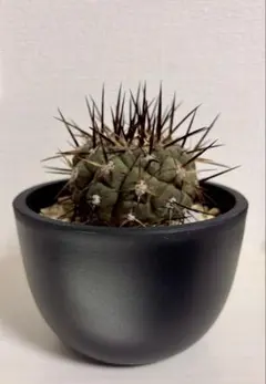 2026年最新】コピアポア 黒王丸の人気アイテム - メルカリ