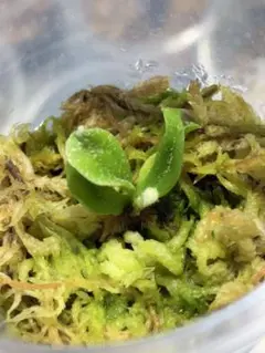セファロタス Big Boy(ビッグボーイ)① 食虫植物 【匿名配送】 - メルカリ
