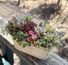 多肉植物寄せ植え ナチュラルアンティーク 鉢入り そのまま飾れる