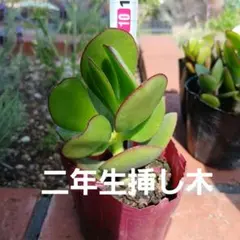 金の成る木のサムネイル