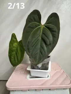 2026年最新】anthurium kosの人気アイテム - メルカリ