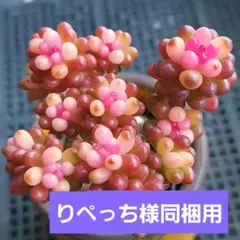 【りぺっち様 リクエスト 2点 同梱用】まとめ商品