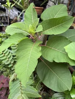 オオバイヌビワ 大葉犬枇杷 苗 観葉植物 花卉/園芸グリーン 沖縄樹木
